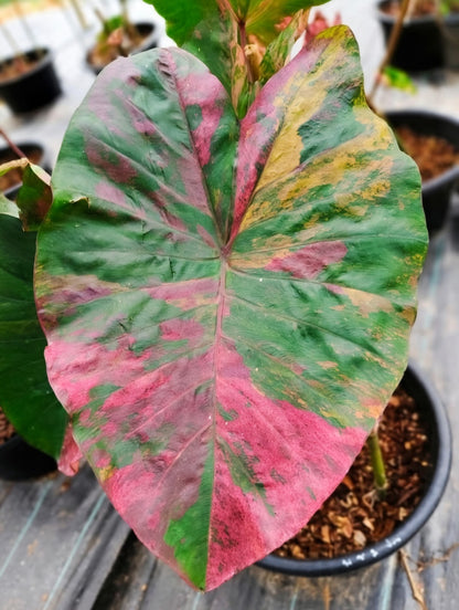 Colocasia Pink Praw