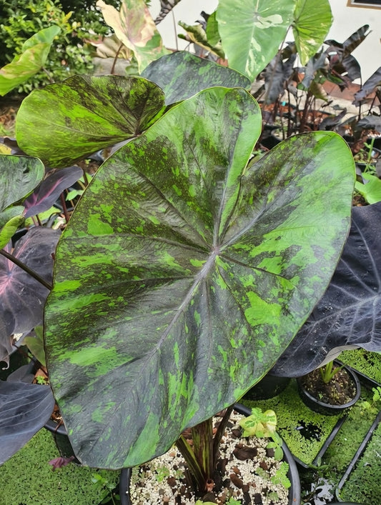 Colocasia Emerald Galaxy