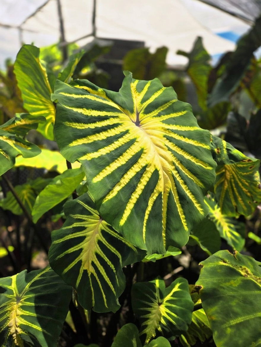 Colocasia Jade Magma