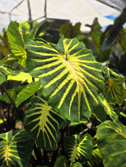 Colocasia Jade Magma