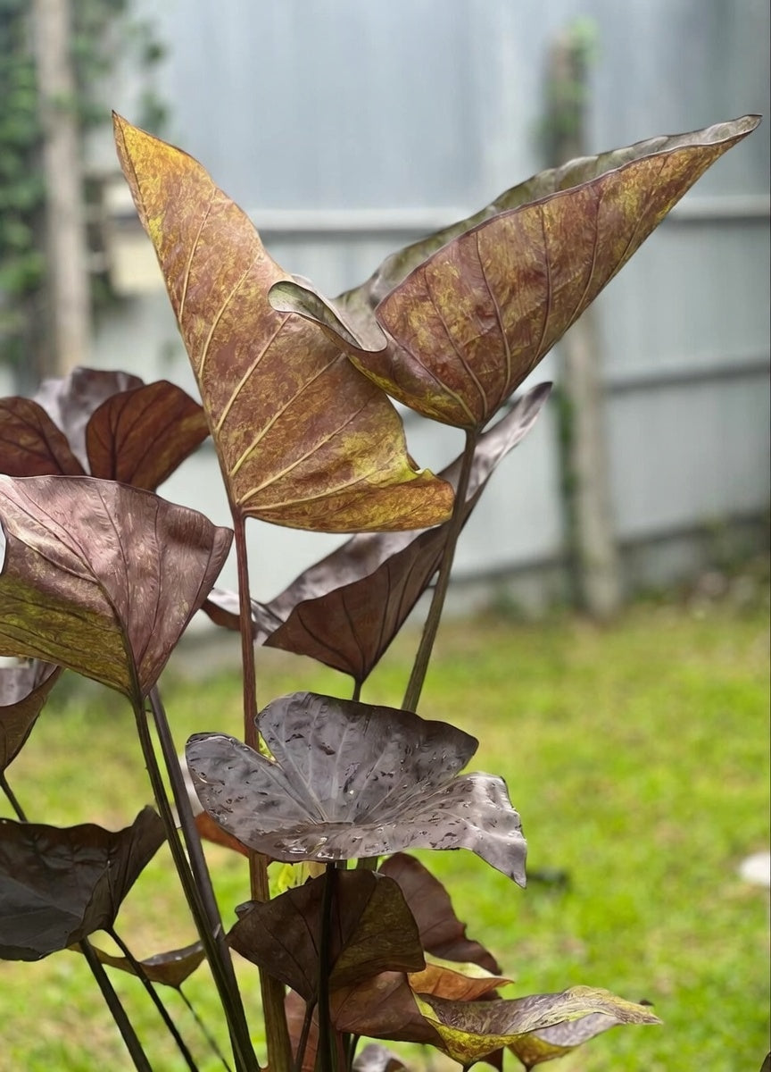 Colocasia Tiger Cup