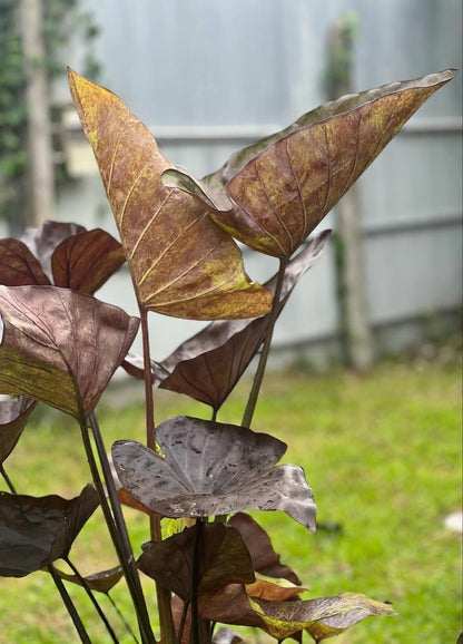 Colocasia Tiger Cup