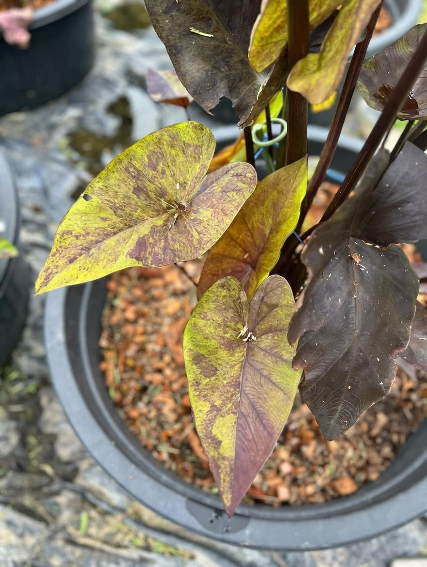 Colocasia Tiger Cup