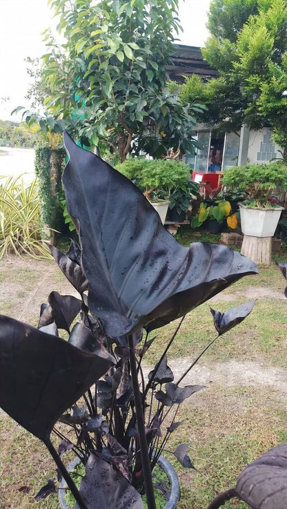 Colocasia Black Coffee