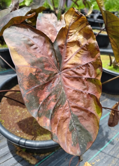 Colocasia Brownies