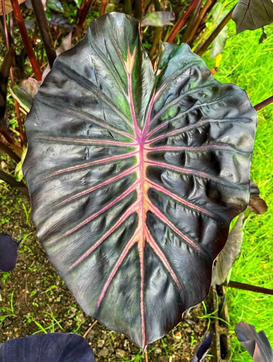 Colocasia Love Bird