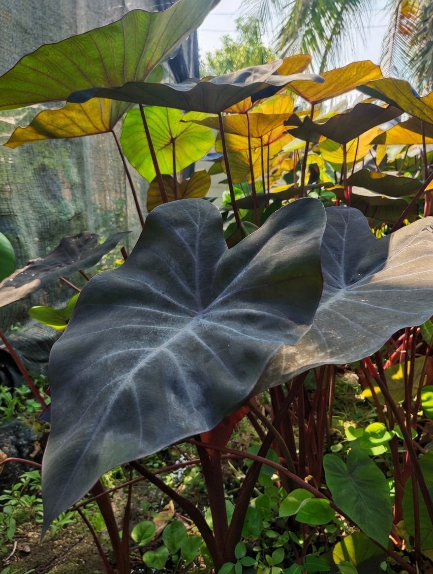 Colocasia Black Runner