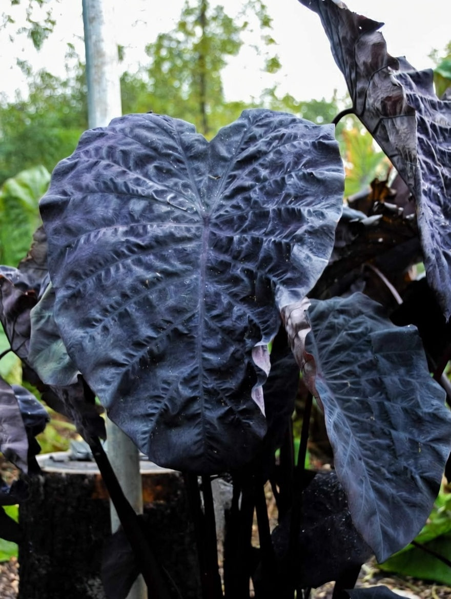Colocasia Phantom