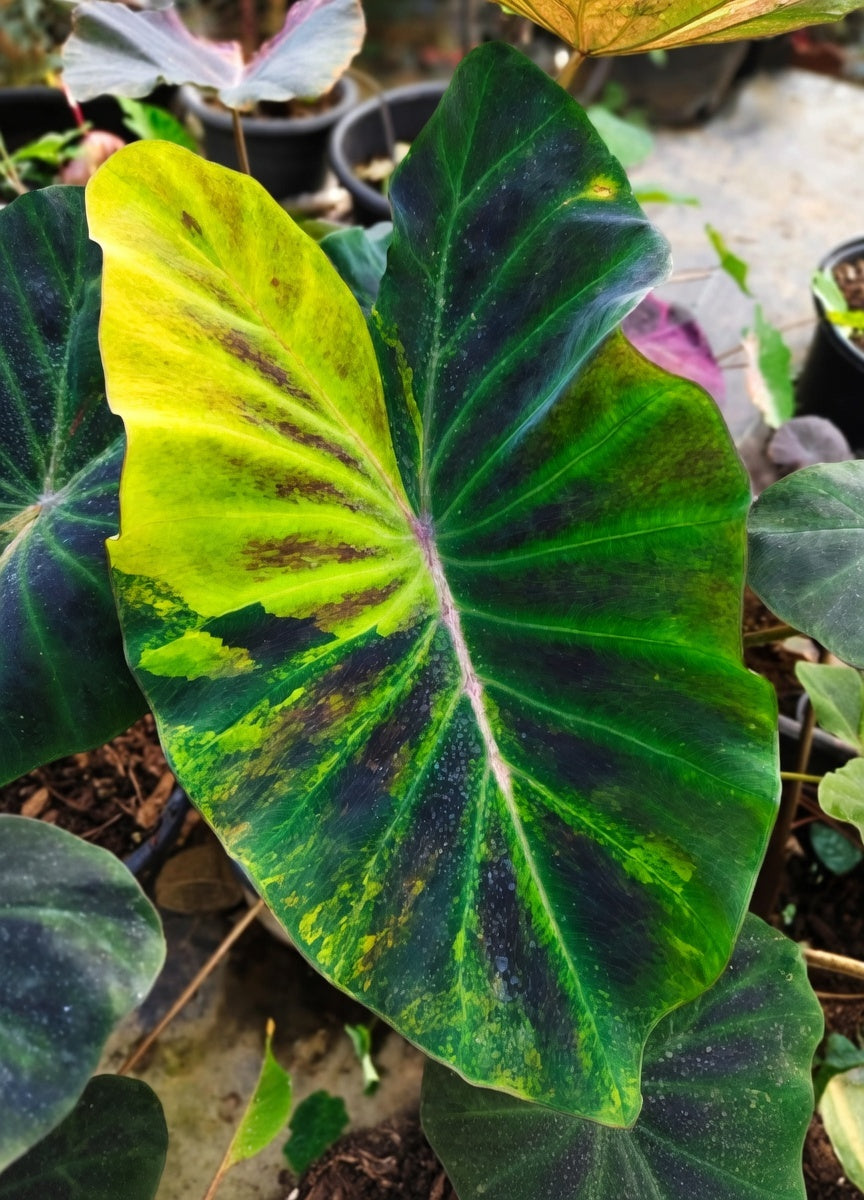 Colocasia Orange Fiery