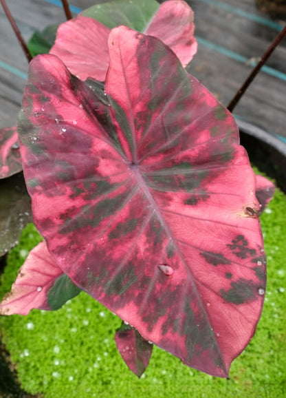 Colocasia Red Hulk