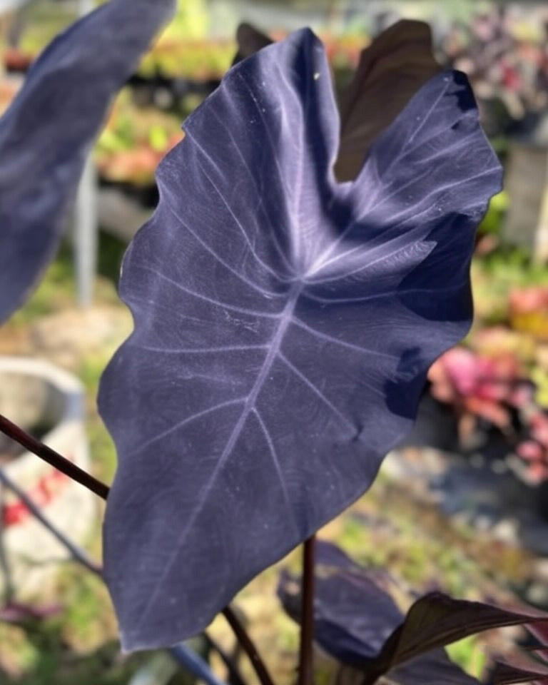 Colocasia Trixie