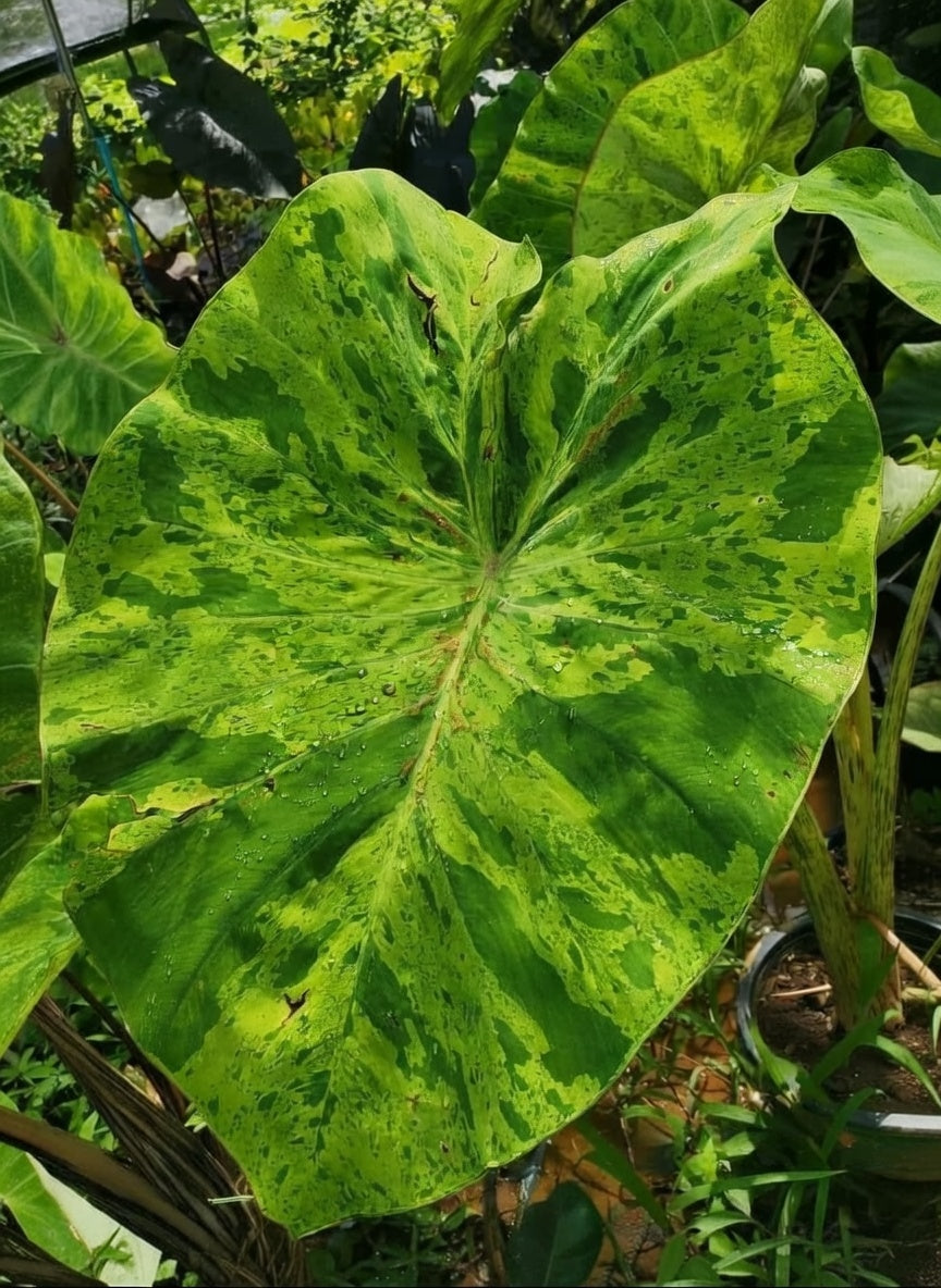 Colocasia Frog On Lotus