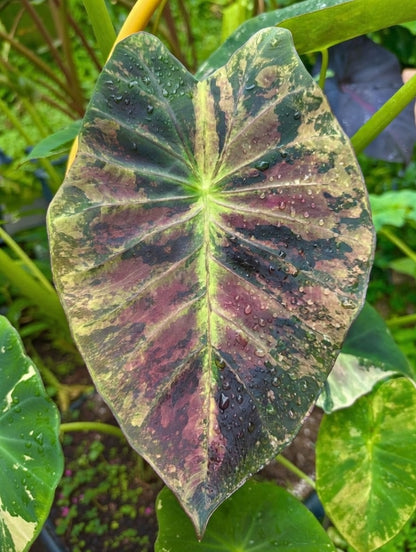Colocasia Gold Leaf