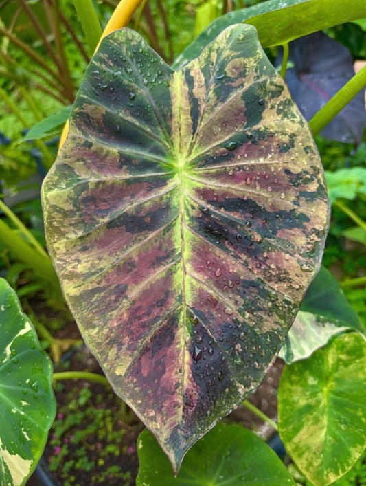 Colocasia Gold Leaf