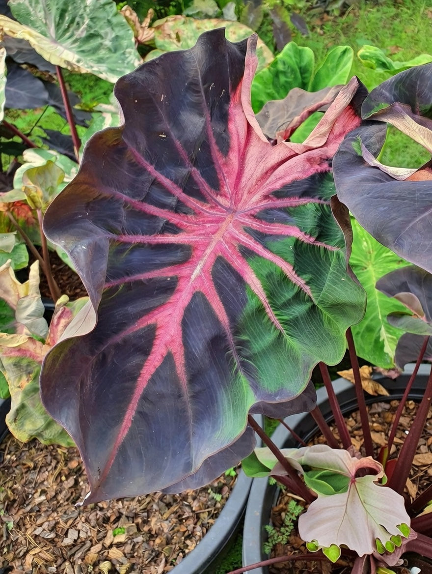 Colocasia Blue Velvet