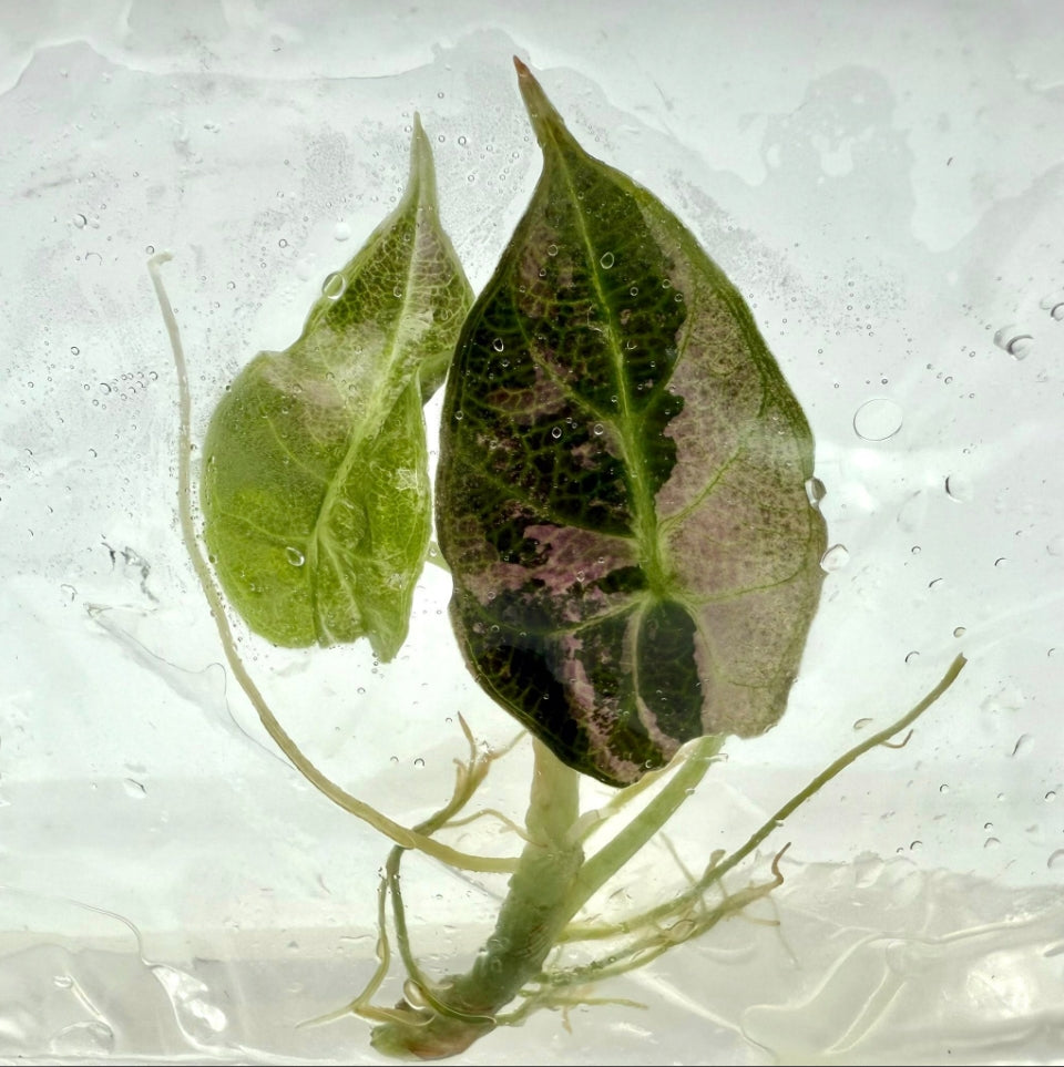 Alocasia Watsoniana (Glossy) Albo Variegated