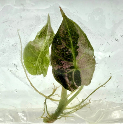 Alocasia Watsoniana (Glossy) Albo Variegated