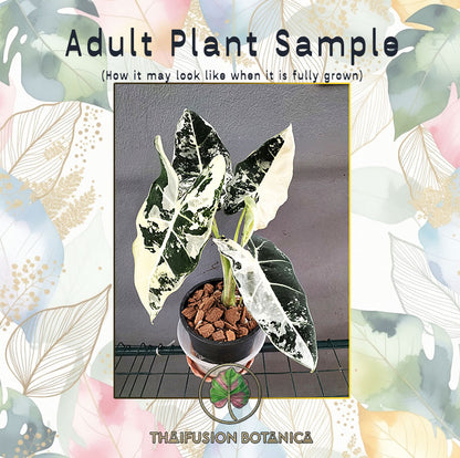 Alocasia Frydek Albo Variegated mature specimen sample