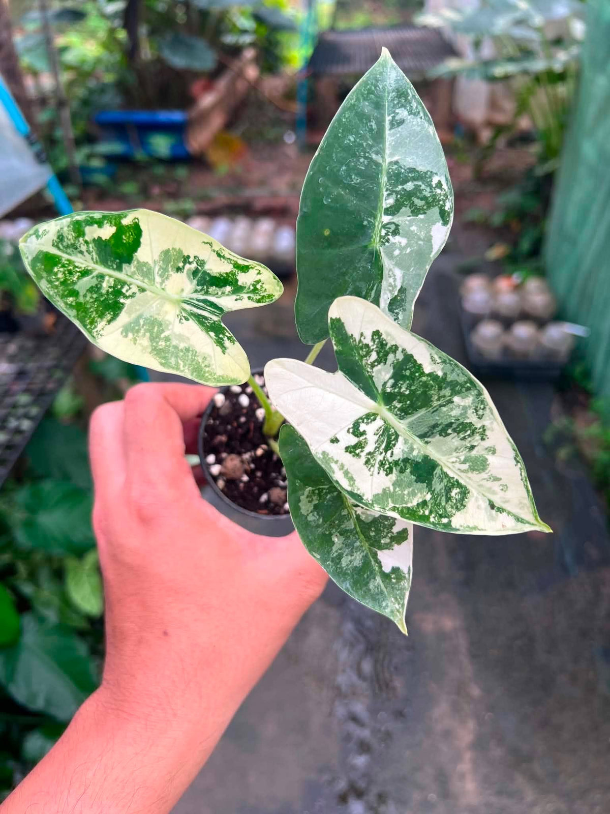 Alocasia Frydek Albo Variegated bareroot 3 inch division