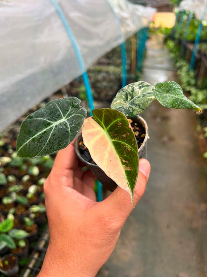 Alocasia Black Velvet Albo Pink Variegated bareroot 3 inch division