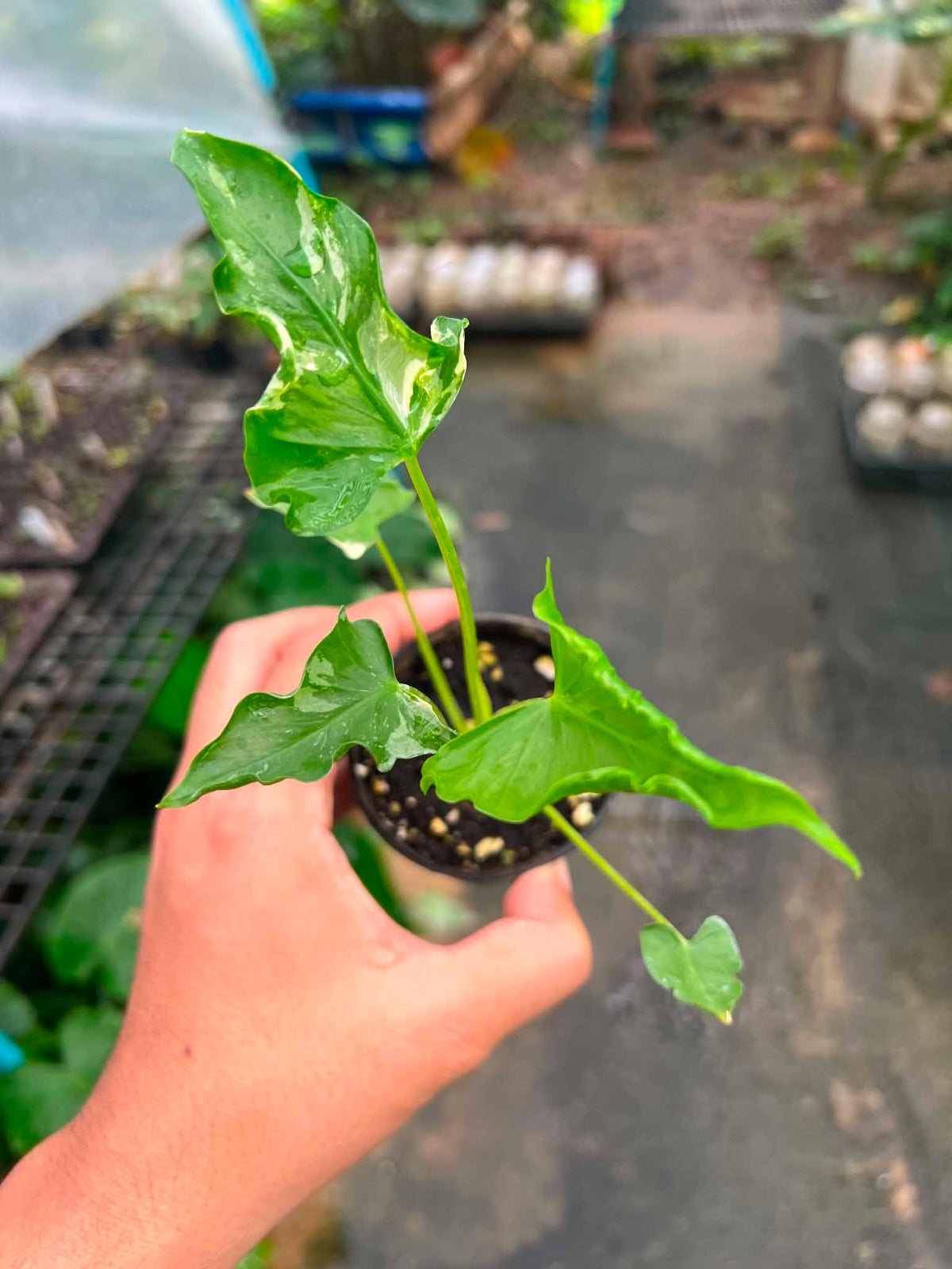 Alocasia Cucullata Crinkle bareroot 3 inch division