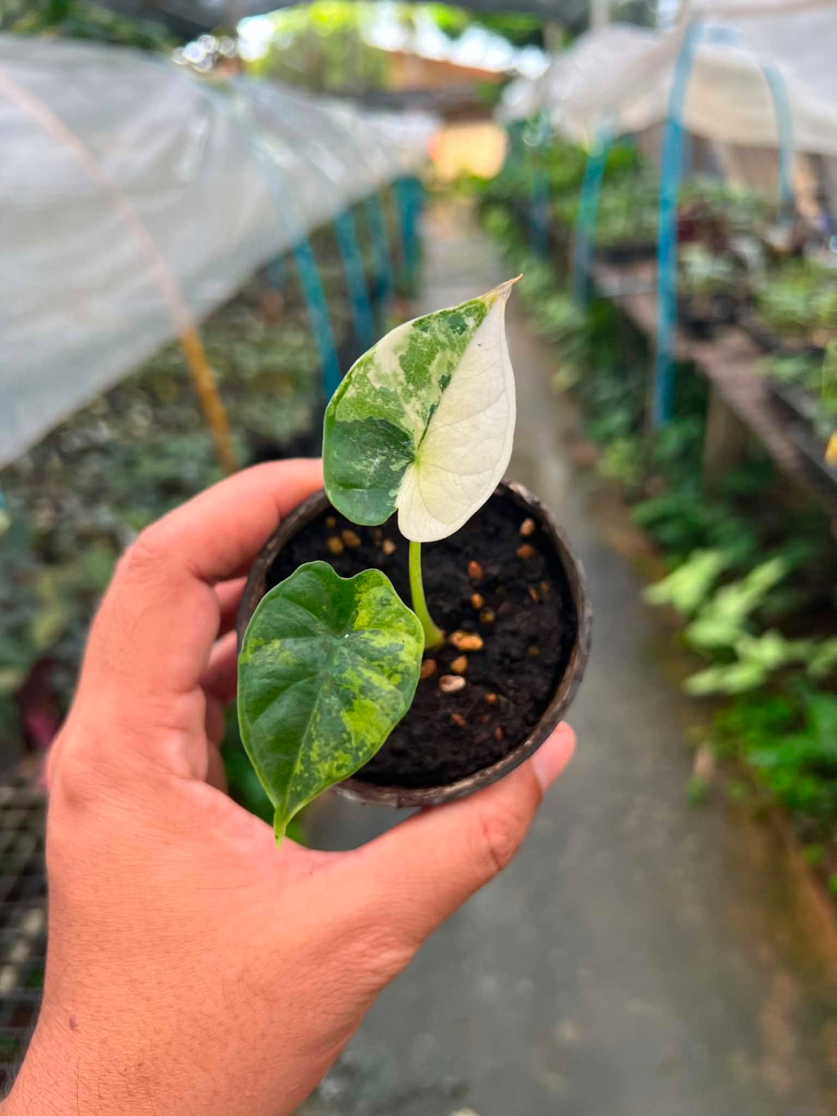 Alocasia Dragon Scale Albo Variegated bareroot 3 inch division