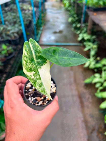 Alocasia Longiloba Albo Variegated bareroot 3 inch division