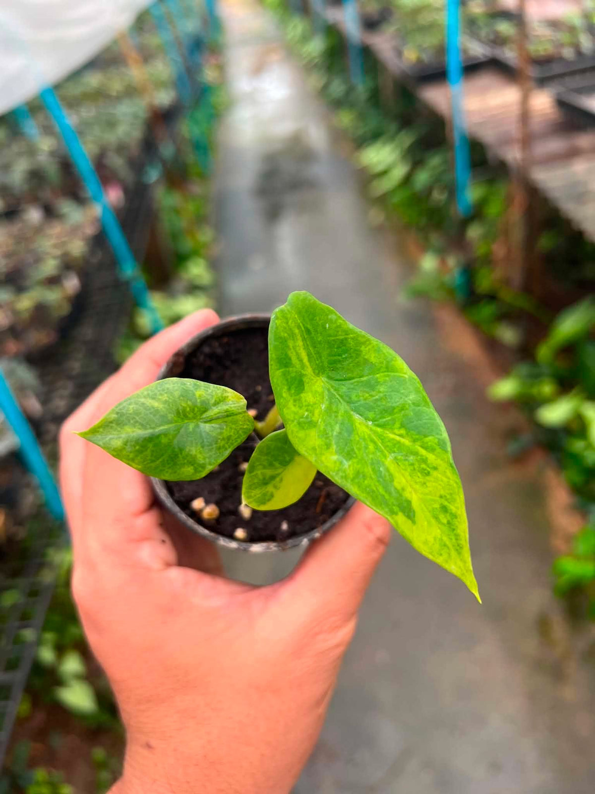 Alocasia Scalprum Aurea Variegated bareroot 3 inch division