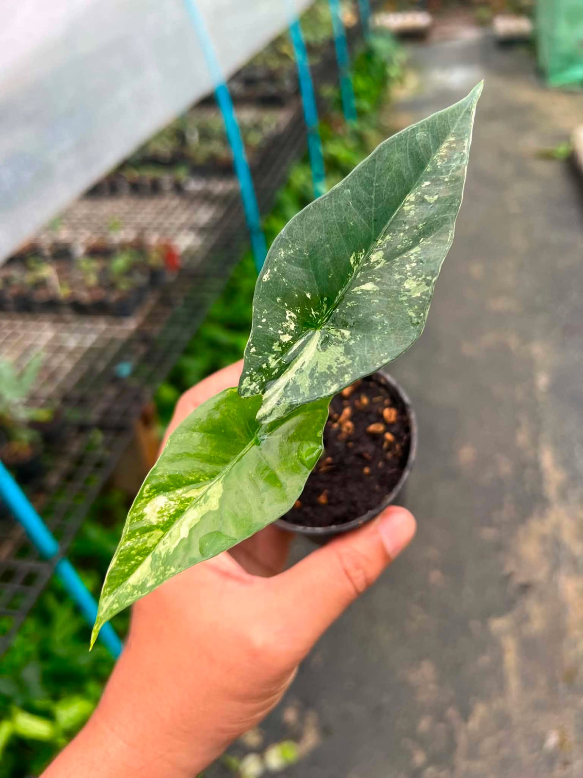 Alocasia Simpo Albo bareroot 3 inch division