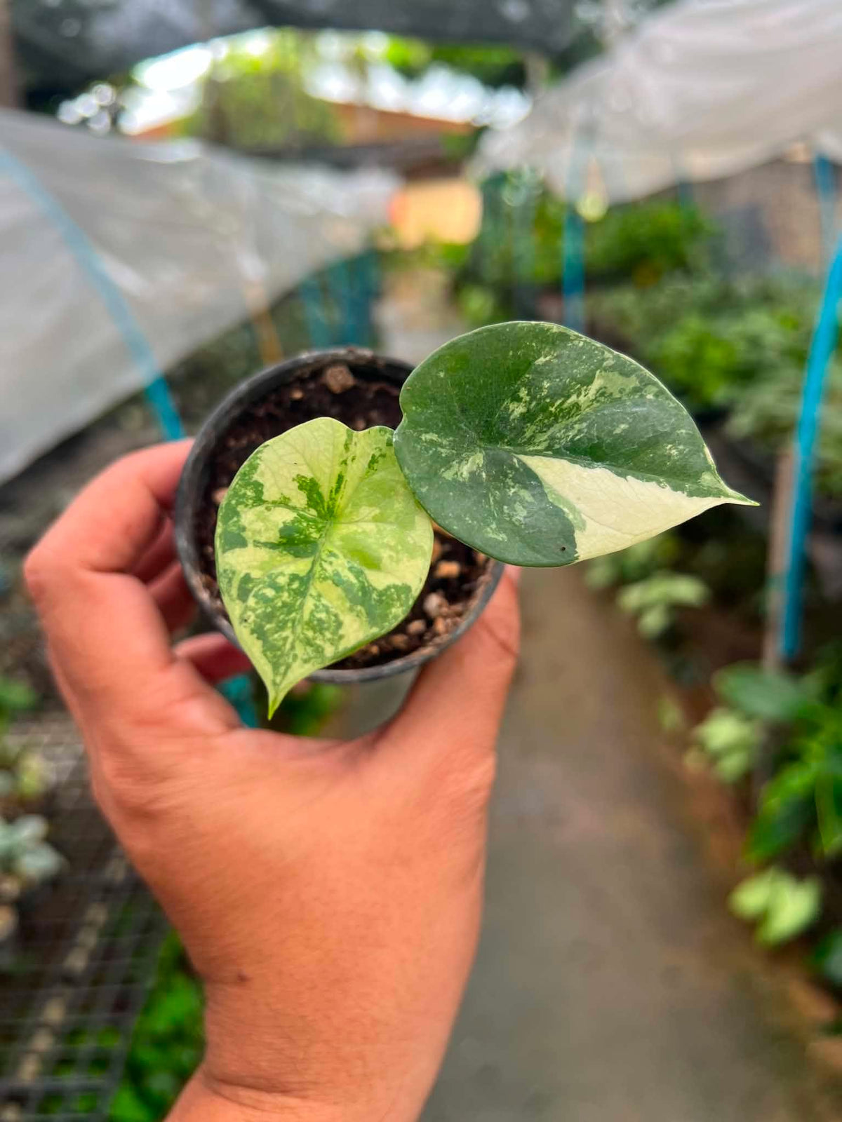 Alocasia Sinuata Albo Variegated bareroot 3 inch division