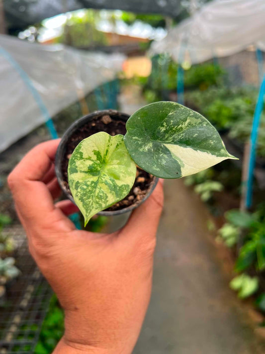 Alocasia Sinuata Albo Variegated bareroot 3 inch division