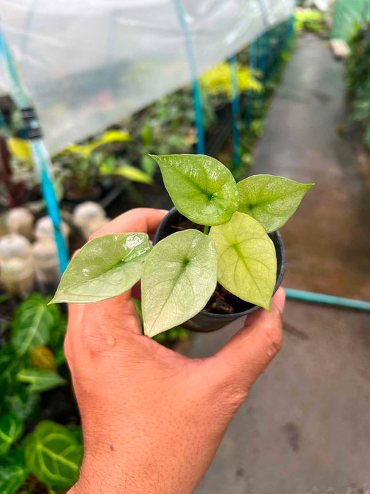 Alocasia Sinuata Mint bareroot 3 inch division
