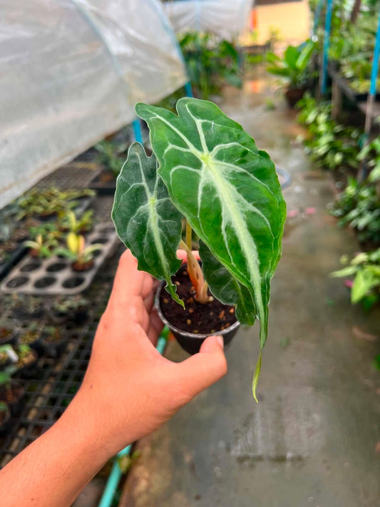 Alocasia Venom bareroot 3 inch division