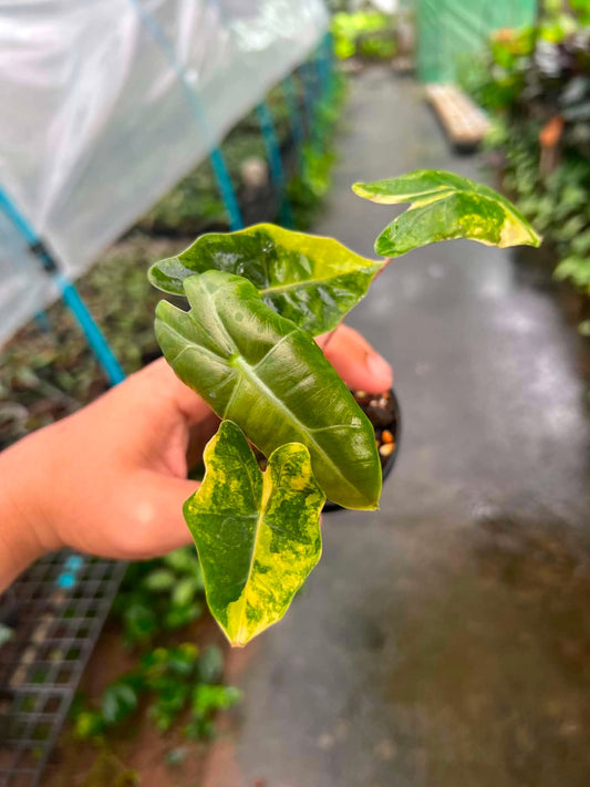 Alocasia Pseudo Sanderiana Aurea bareroot 3 inch division
