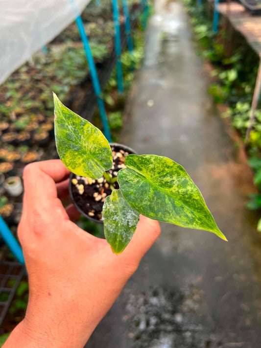 Alocasia Regal Shield Aurea Variegated bareroot 3 inch division