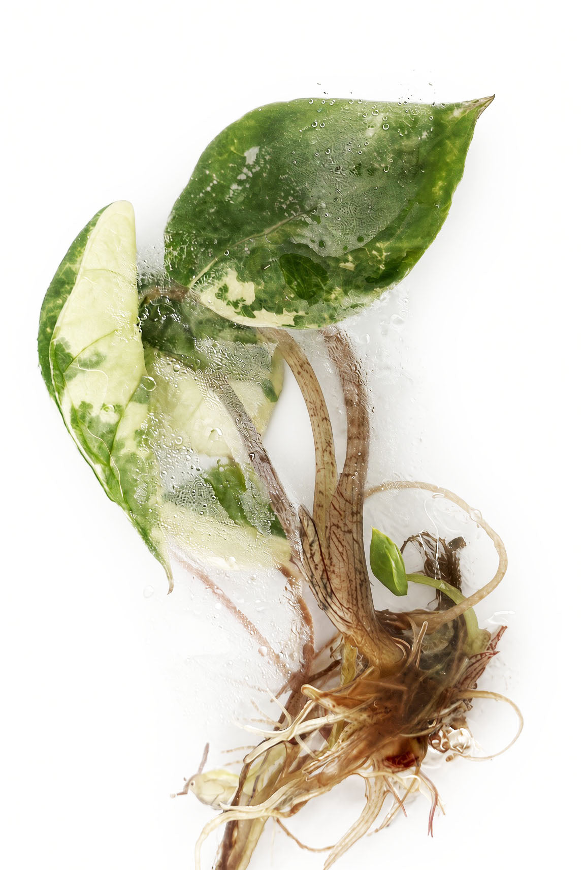 Alocasia Heterophylla Metallic Blue Albo Variegated tissue culture plantlet