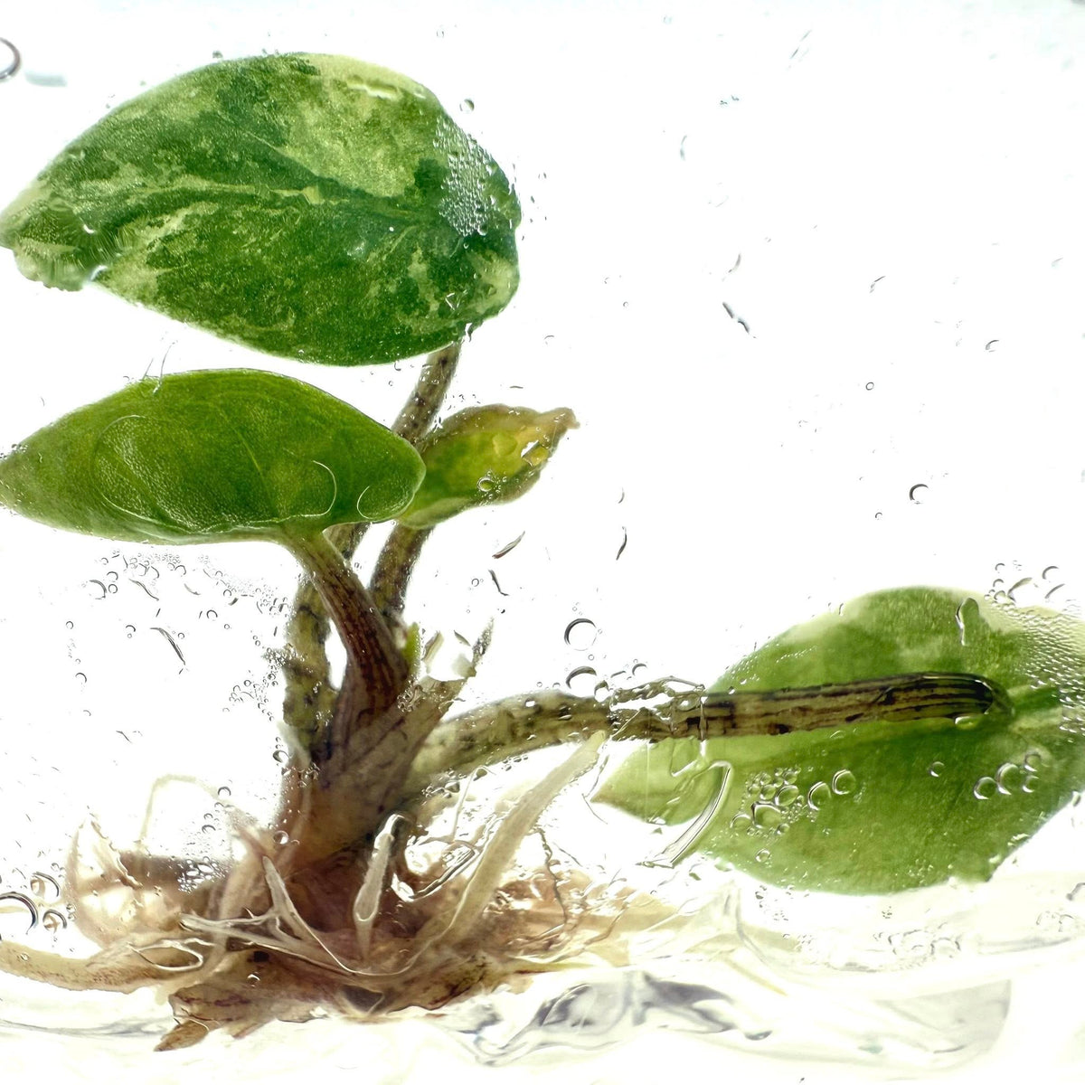 Alocasia Heterophylla Metallic Blue Albo Variegated tissue culture plantlet, second angle