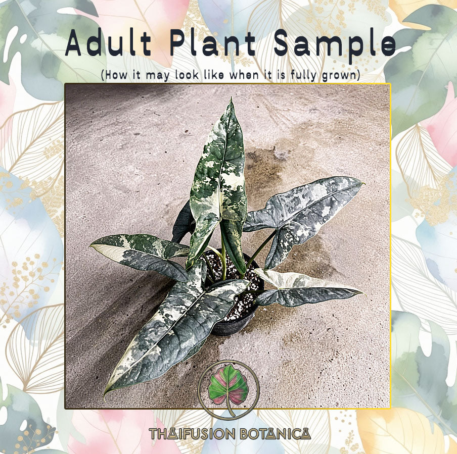 Alocasia Heterophylla Metallic Blue Albo Variegated adult plant sample
