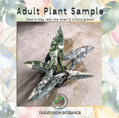 Alocasia Heterophylla Metallic Blue Albo Variegated adult plant sample