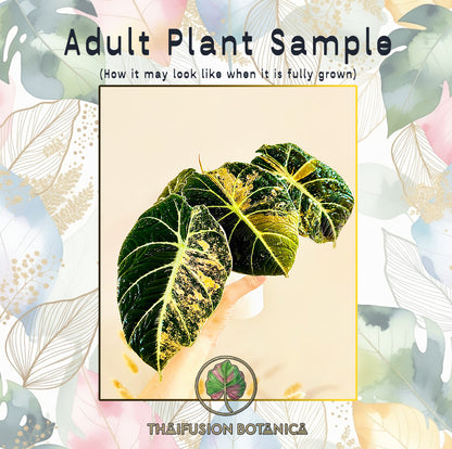 Alocasia Black Velvet Aurea Variegated