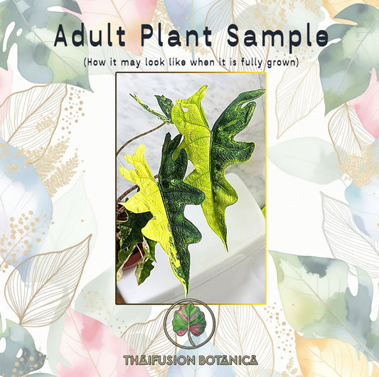 Alocasia Jacklyn Gold Aurea Variegated