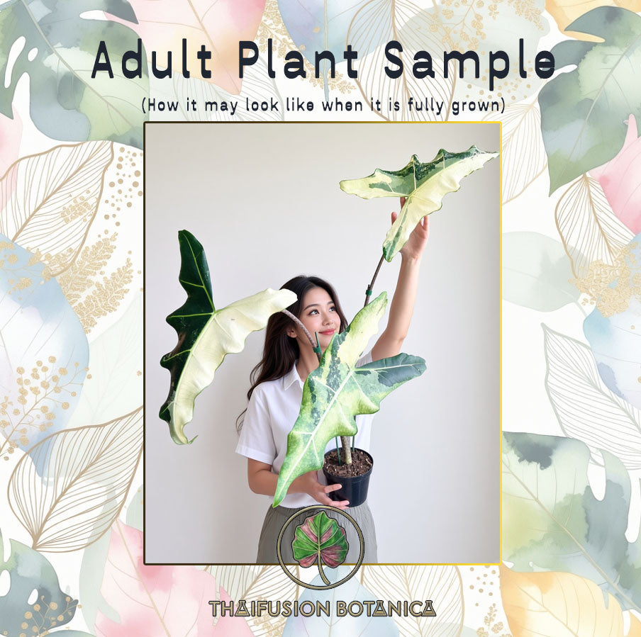 Alocasia Sarian Albo Variegated