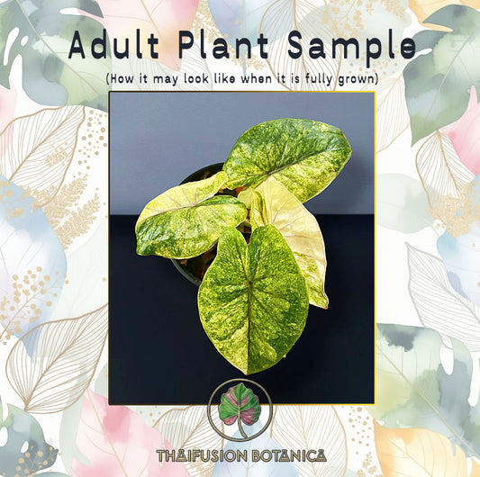 Alocasia Serendipity Gold Aurea Variegated