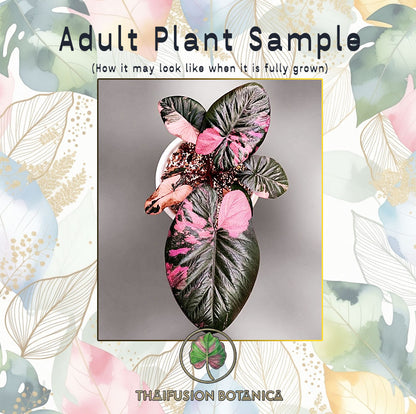 Alocasia Serendipity Albo/Pink Variegated