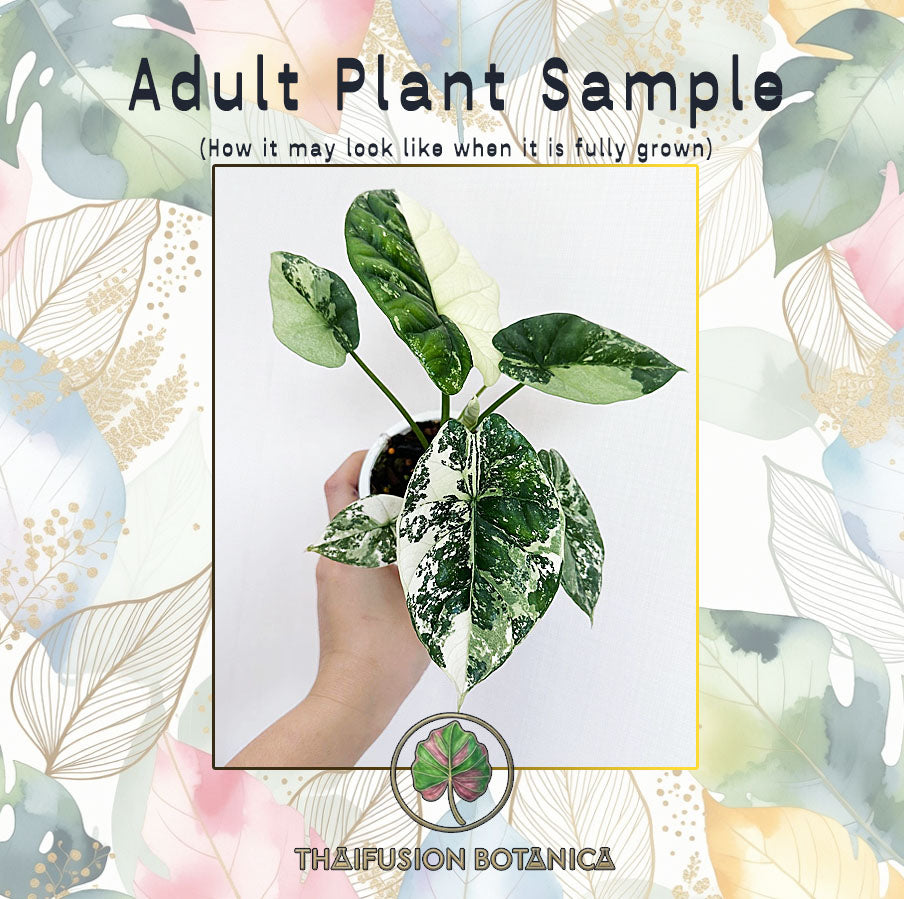 Alocasia Sinuata Albo Variegated (3" Bareroot)