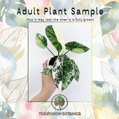 Alocasia Sinuata Albo Variegated (3" Bareroot)