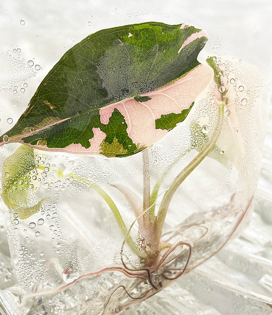 Alocasia Chantrieri Albo/Pink Variegated tissue culture plantlet with one leaf half green and half pink