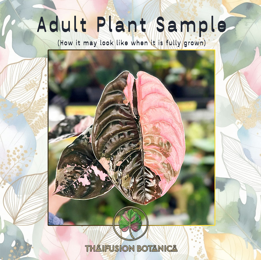 Alocasia Cuprea Red Secret Super Pink