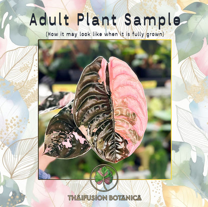 Alocasia Cuprea Red Secret Super Pink