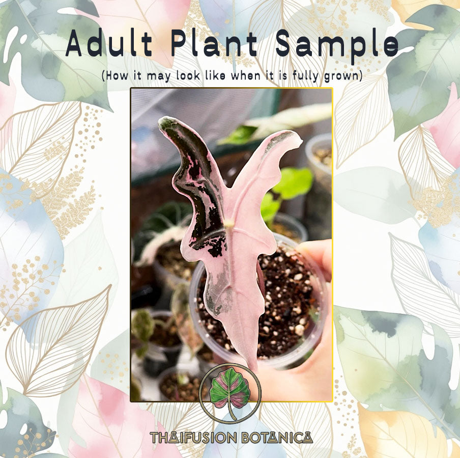 Alocasia Nobilis Pink K Variegated leaf showing wavy lobed edges with pink and cream variegation on dark green foliage